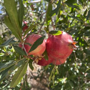 Pomegranate