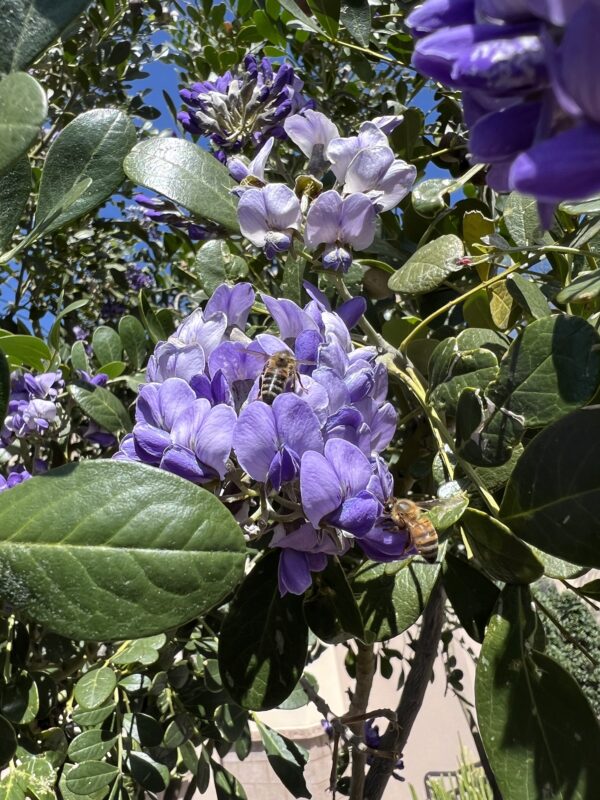 Texas Mountain Laurel