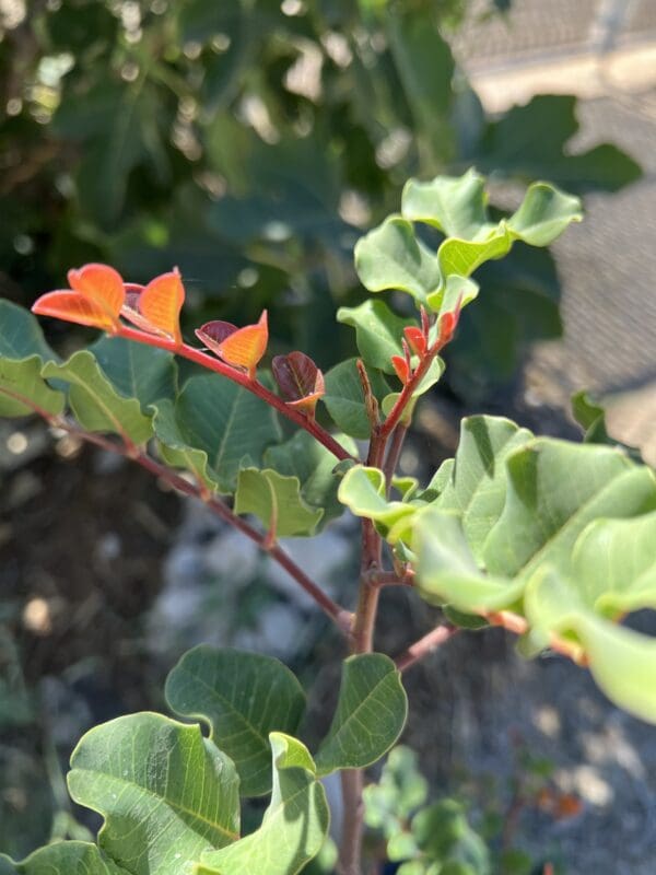 Carob - Image 3