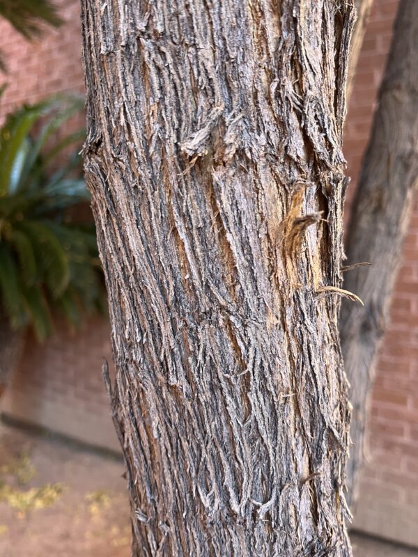 Texas Mountain Laurel - Image 5