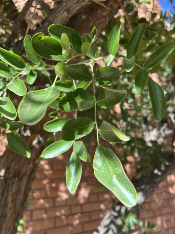 Texas Mountain Laurel - Image 3