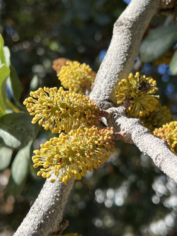 Carob - Image 4