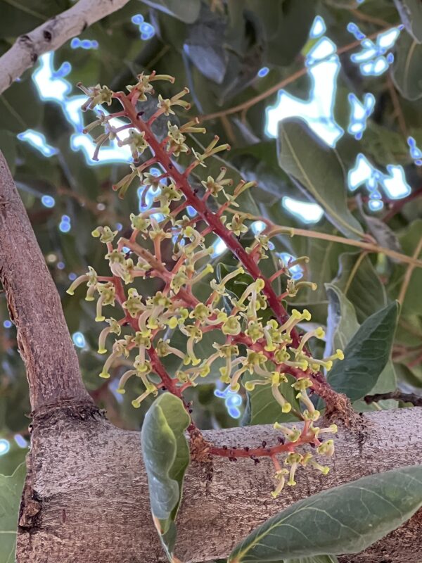 Carob - Image 5