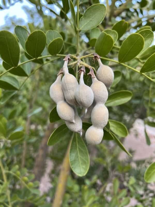 Texas Mountain Laurel - Image 2