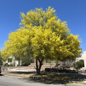Blue Palo Verde