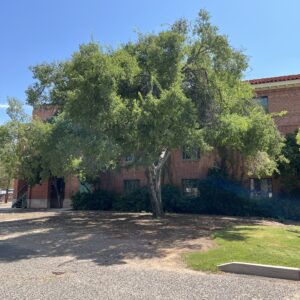 Netleaf Hackberry
