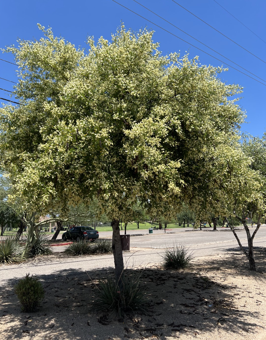 Texas Ebony  Tucson Clean & Beautiful