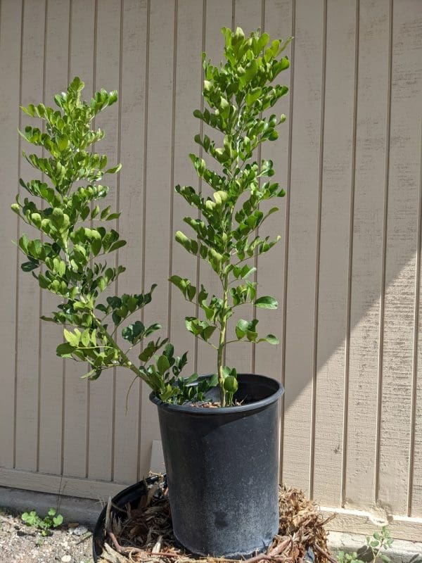 Texas Mountain Laurel - Image 7