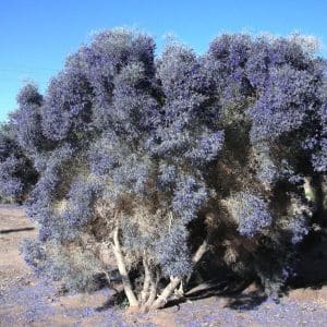 Smoke tree